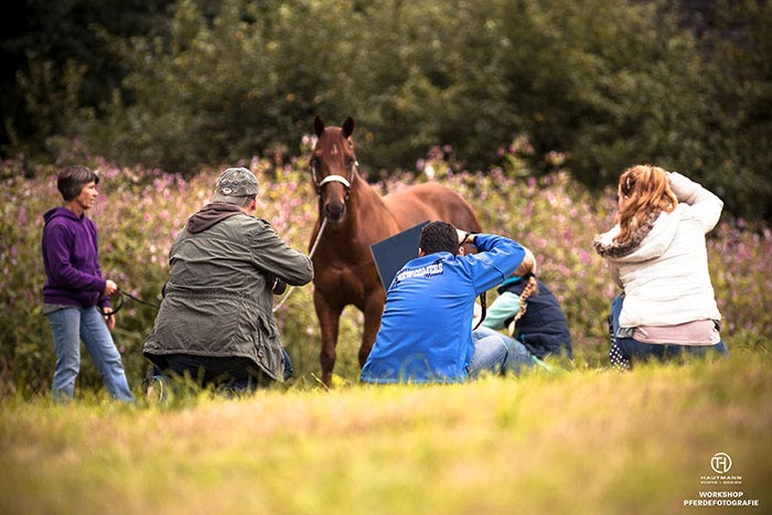 Workshop Pferdefotografie