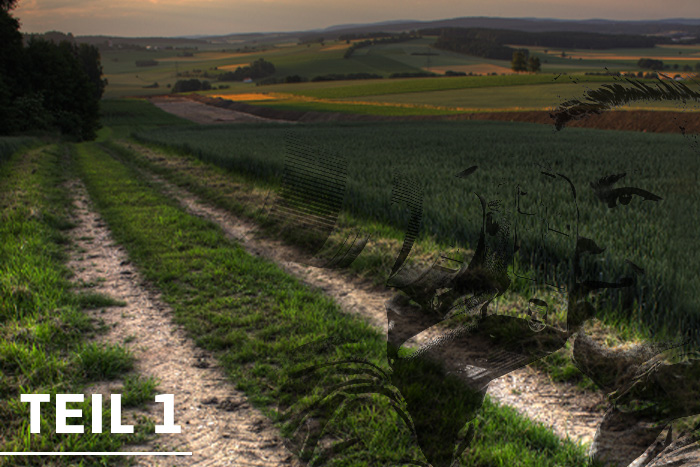 Pferde Fotograf werden