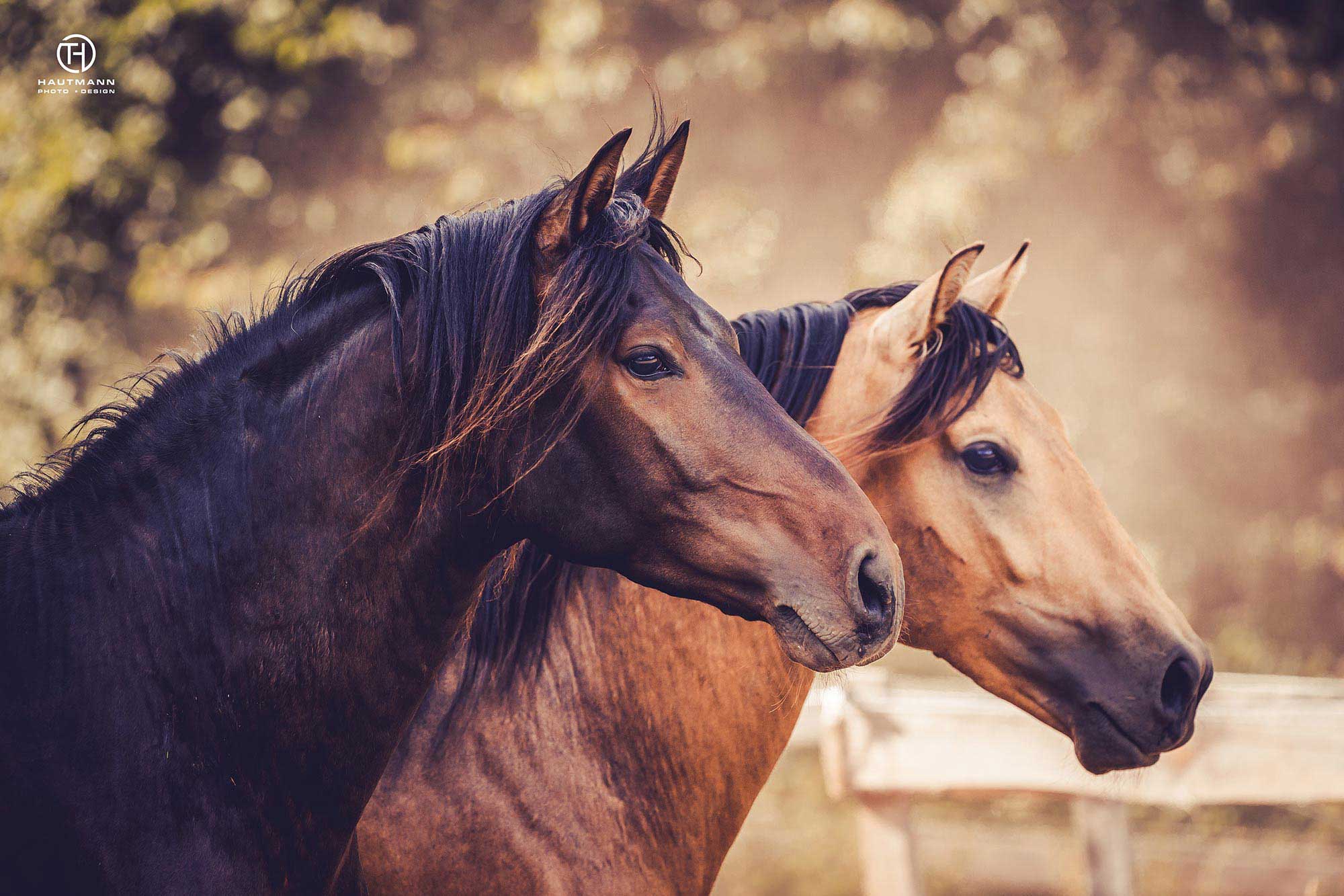 Andalusier Junghengste