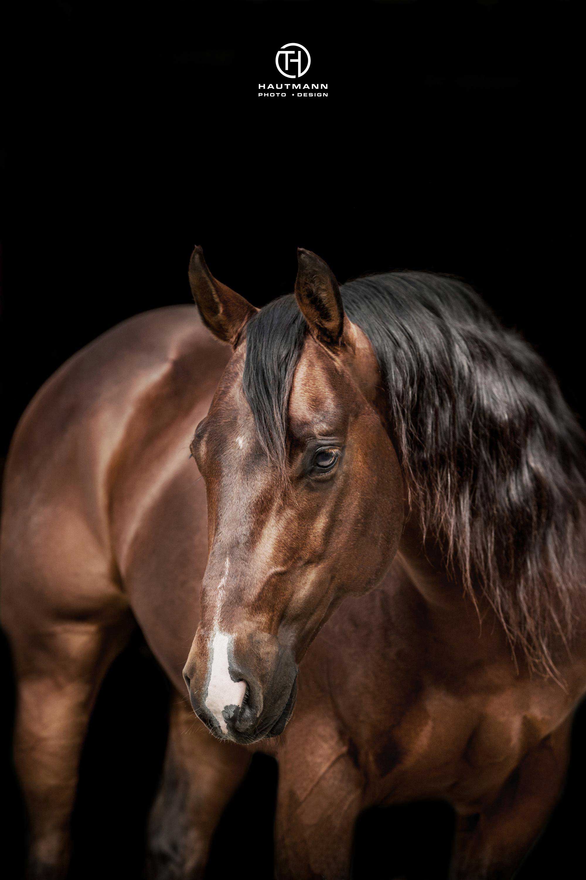 SL Custom Rooster Portrait