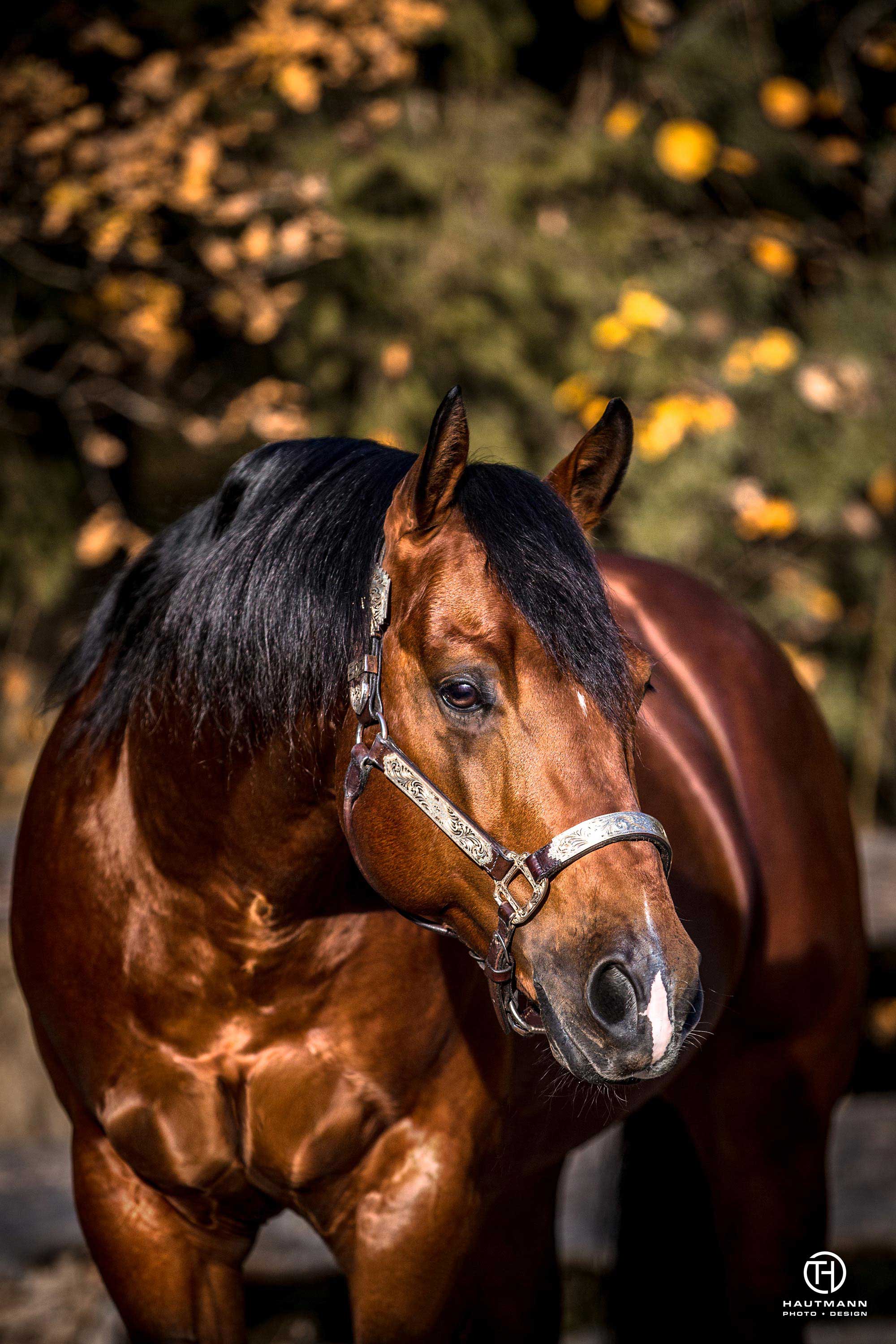 Ruf Star Cayetan Hengst