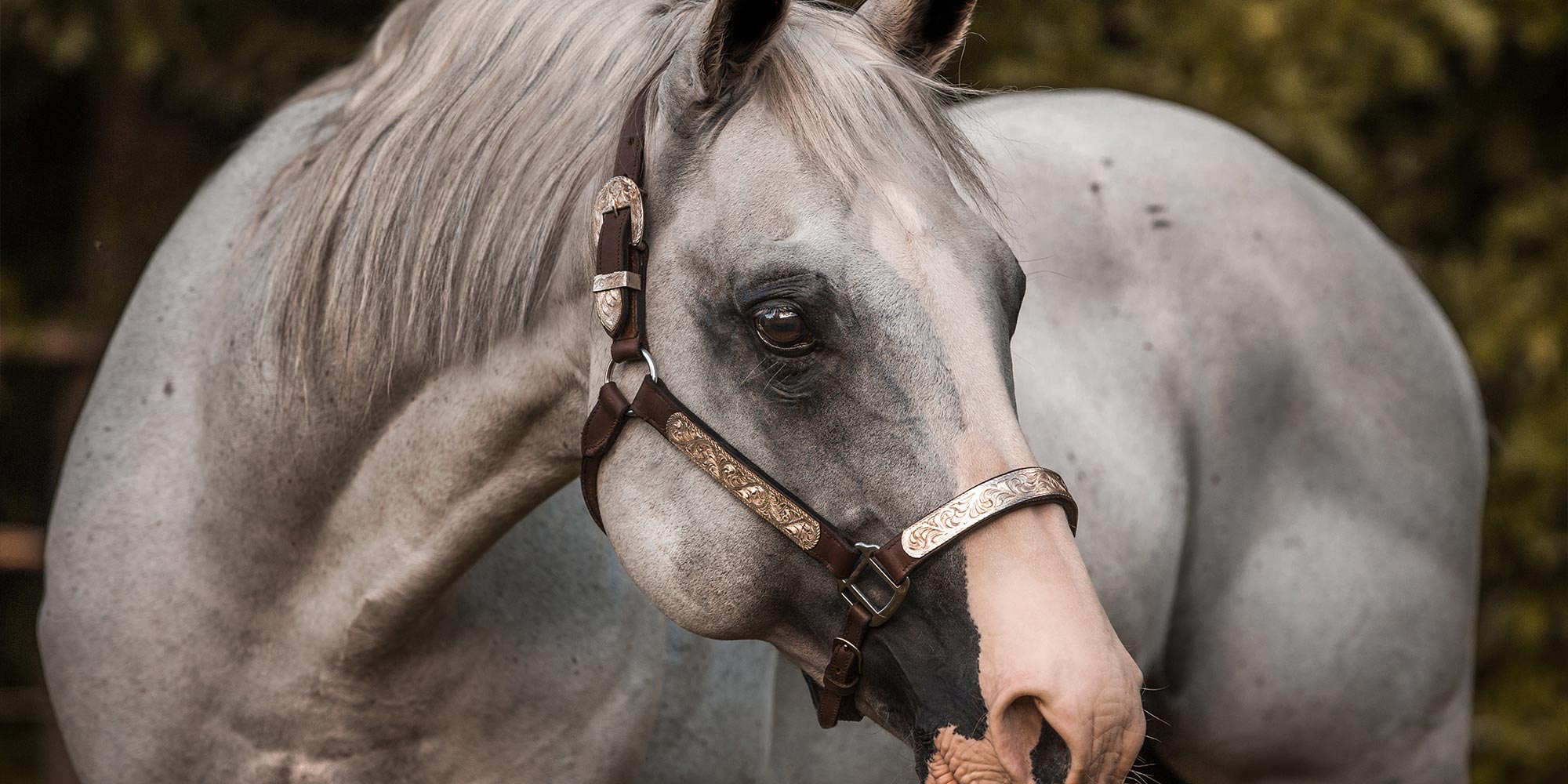 Quarter Horse Hengst